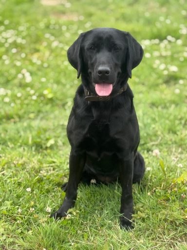 HMPDD Raven Drug detection labrador