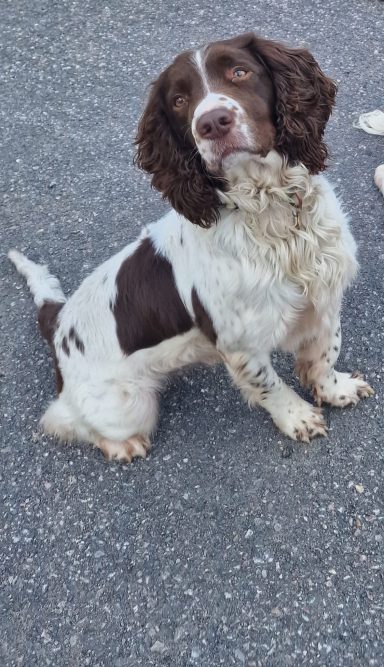 HMPDD Patch English springer spaniel