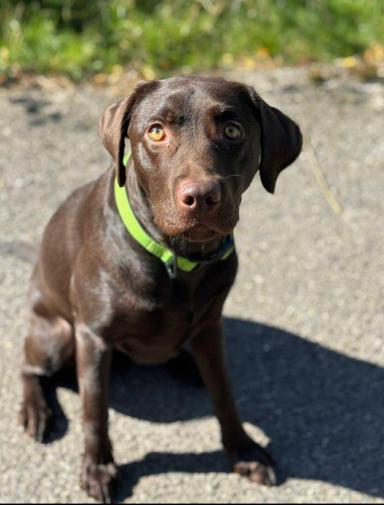 HMPDD Maple chocolate labrador