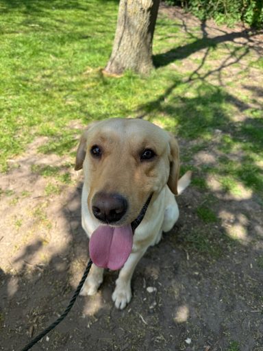 HMPPS DD Marley Yellow Labrador