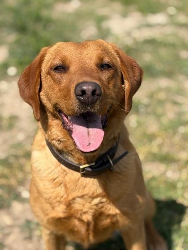 HMPDD Blaze drug detection Labrador