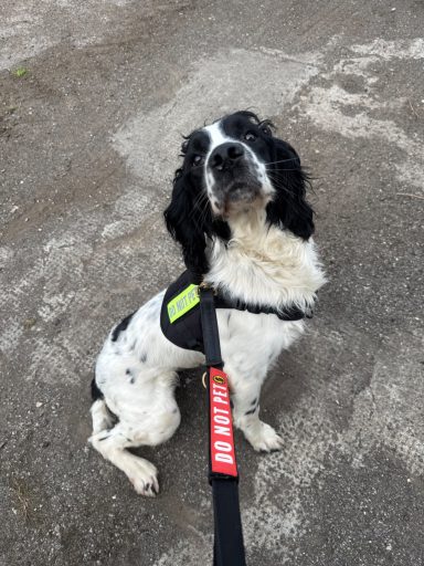 Spud English Springer Spaniel