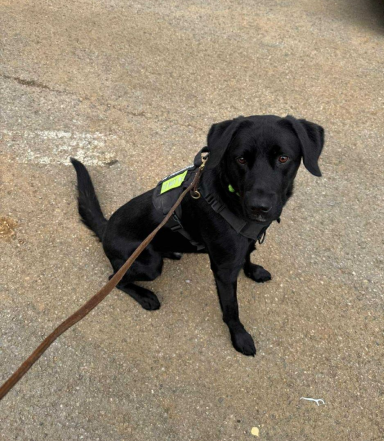 Durham Constabulary PD Zephyr Black Labrador