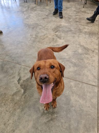 HMPPS DD Bracken Fox Red Labrador