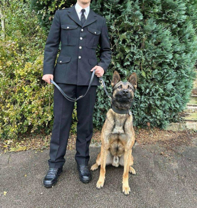 PD Blaze Belgian Malinois police working dog with handler