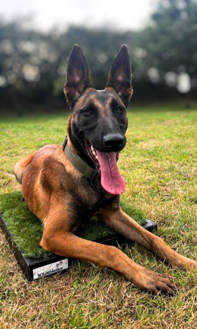 PD Magnus Belgian Malinois