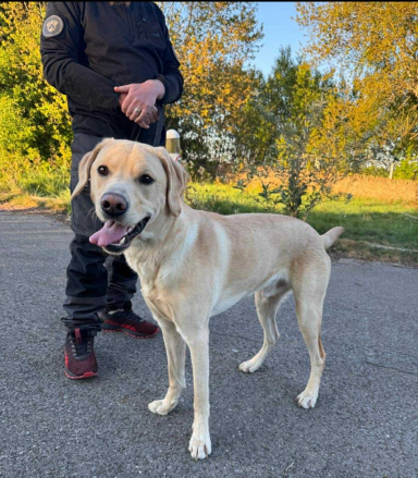 PDD Bruno Golden Labrador