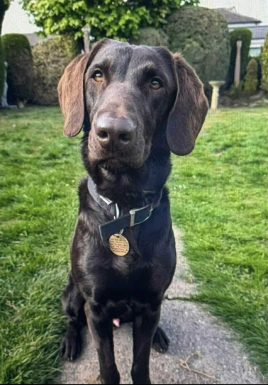 HMPDD Nelson Black Labrador